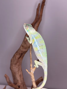 AMBILOBE Panther Chameleon: (E7)