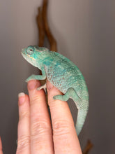 Load image into Gallery viewer, Side profile of young Nosy Be Panther Chameleon displaying aqua and teal tones

