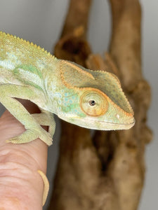 NOSY BE FEMALE Panther Chameleon: 🚺 (S7)