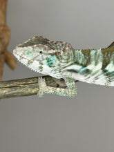 Load image into Gallery viewer, AMBILOBE Panther Chameleon: (E12)
