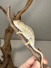 Load image into Gallery viewer, AMBILOBE FEMALE Panther Chameleon: 🚺 (Q12)
