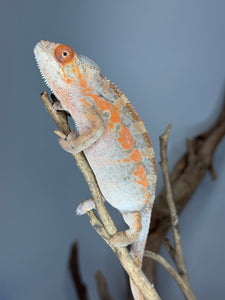 AMBILOBE FEMALE Panther Chameleon: 🚺 (C6)