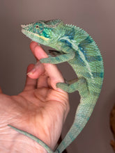 Load image into Gallery viewer, 💎Ambanja Panther Chameleon – Young Male (Avatar x Blue Magic, Emerging Blues) | E27
