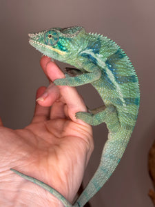 💎Ambanja Panther Chameleon – Young Male (Avatar x Blue Magic, Emerging Blues) | E27