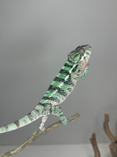 Load image into Gallery viewer, AMBILOBE Panther Chameleon: (E5)
