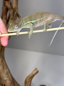 AMBILOBE Panther Chameleon male:(E15)