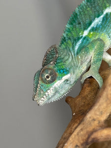 SAMBAVA Panther Chameleon: (E19)