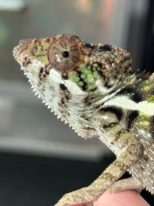 SAMBAVA Panther Chameleon: Marley x Mabel (I6)