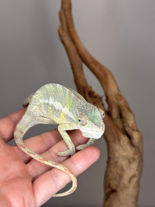 SAMBAVA Panther Chameleon: (E23)