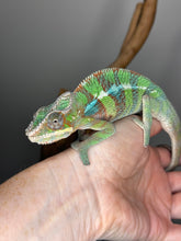 Load image into Gallery viewer, AMBILOBE Panther Chameleon male: (E6)
