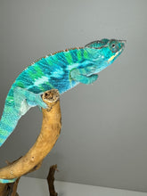 Load image into Gallery viewer, Ambilobe Panther Chameleon (E20)
