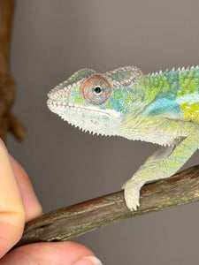 AMBILOBE Panther Chameleon: (E1)