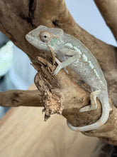 Load image into Gallery viewer, FEMALE AMBILOBE Panther Chameleon: Jimmy x Flash 🚺 (S13)
