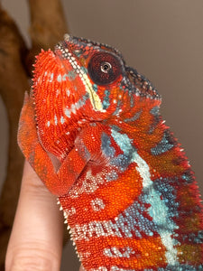 AMBILOBE Panther Chameleon: (E16)