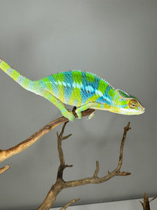 AMBILOBE Panther Chameleon: (E12)