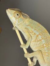 Load image into Gallery viewer, NOSY BE FEMALE Panther Chameleon: Neptune x Marina 🚺 (S6)
