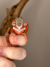 Load image into Gallery viewer, AMILOBE Panther Chameleon: (J7)
