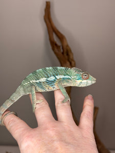 AMBILOBE Panther Chameleon: (E36)