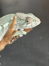 Load image into Gallery viewer, AMBILOBE FEMALE Panther Chameleon: 🚺 (E30)
