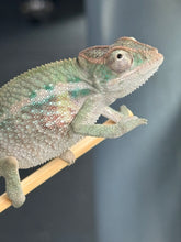 Load image into Gallery viewer, AMBILOBE Panther Chameleon male:(E31)
