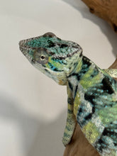 Load image into Gallery viewer, AMBILOBE Panther Chameleon: (E5)
