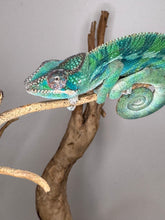 Load image into Gallery viewer, AMBILOBE Panther Chameleon: (E35)
