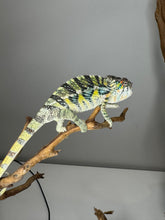 Load image into Gallery viewer, AMBILOBE Panther Chameleon: (E16)
