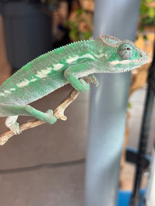 AMBILOBE Panther Chameleon: (E3)