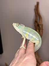 Load image into Gallery viewer, AMBILOBE Panther Chameleon: (E7)
