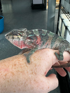 AMBILOBE Panther Chameleon male: (E33)