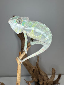 SAMBAVA Panther Chameleon: (E23)