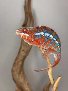 AMILOBE Panther Chameleon: (E34)