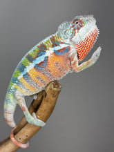 Load image into Gallery viewer, AMBILOBE Panther Chameleon: (J3)
