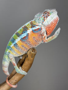 AMBILOBE Panther Chameleon: (J3)