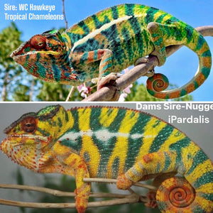 AMBILOBE Panther Chameleon: WC Hawkeye x Nugget (F4)