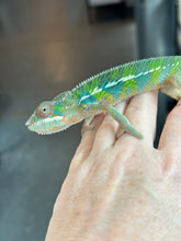 Load image into Gallery viewer, AMBILOBE Panther Chameleon: Frank x Sandy (J6)
