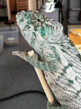 Load image into Gallery viewer, AMBANJA X ANKIFY Panther Chameleon:(S4)
