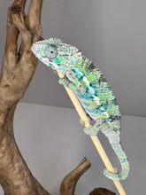 Load image into Gallery viewer, Ambilobe Male Panther Chameleon: Flash x Opal (E18)
