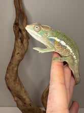 Load image into Gallery viewer, Ambilobe Panther Chameleon (E7) – Vibrant Male from Premium Bloodline

