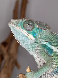 AMBILOBE Panther Chameleon: (E14)