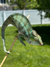 Load image into Gallery viewer, AMBANJA Panther Chameleon: (C4)
