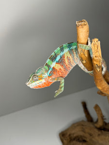 AMBILOBE Panther Chameleon male: (E7)