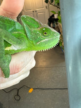 Load image into Gallery viewer, FEMALE Veiled Chameleon (E4)
