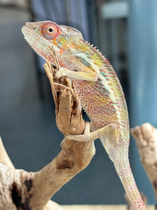 AMBILOBE panther chameleon: Flash x Opal (R13)