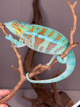 Load image into Gallery viewer, 💎 Stunning Adult Ambanja Panther Chameleon Holdback – Vibrant Turquoise with Red/Orange Barring | H8
