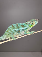 Load image into Gallery viewer, AMBANJA Panther Chameleon: (C4)
