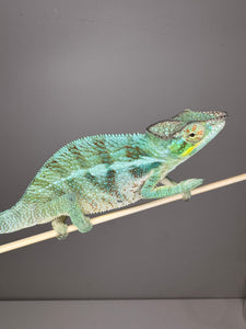 AMBANJA Panther Chameleon: (C4)