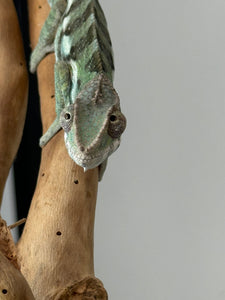 SAMBAVA Panther Chameleon: (E31)