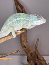 Load image into Gallery viewer, AMBILOBE Panther Chameleon: (E22)
