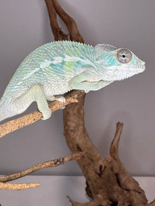 AMBILOBE Panther Chameleon: (E22)